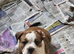 Beautiful old tyme English Bulldog pup