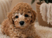 Extensively health Tested Cavapoos Therapy/Support dogs