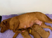 Beautiful Moghany Red Females Available