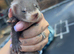 Ferrets for sale