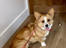 Cardigan Corgi Girl