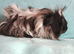 Wow just look at them, pair of boy guinea pigs babys