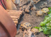 Baby horsfield tortoises + setups