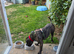 4 year old cane corso