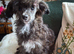 Papillon x Toy poodle x 2 females