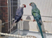 Indian Ringneck pair