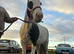 Cob gelding