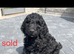 F1B Rare black standard Goldendoodle puppies in North Wales