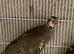Red legged partridge