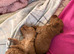 Kc registered toy poodles