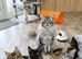 Maine Coon Kittens