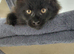 Tica registered x 3 boy black smoke maine coon