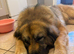 Sweet natured 4 yr old Leonberger