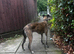6 Belgian malinois cross whippet puppies for sale