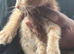 Gorgeous litter of Ginger Ragdoll Bengal kittens ready now for loving homes