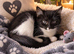 Last 2 Girl Kittens Ready Now