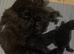 Gizmo – Rare Female Maine Coon x British Shorthair with Inhibitor Gene
