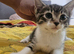 Male kitten for rehoming