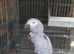 African grey for rehoming