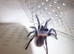 ️ COMPLETE TARANTULA COLLECTION FOR SALE – SPIDER WALL ️