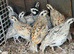 Bobwhite quails for sale