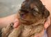 3 x Toy F2 Cockapoo puppies left!