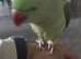 Alexandra parrot 6months old male including open top Liberta cage with bawls and accessories fully hand tamed £650 Liberta open-top parrot cages avail