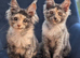 Tica Registered Maine coon girls