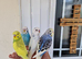 Super Tamed baby budgies for sale