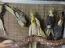 Aviary Cockateil