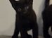 Two beautiful Black male kittens ready now!!