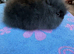 Lionhead  Bunnies