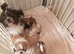 Shih tzu boy