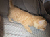 5 beautiful kittens