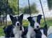 The cutest collie puppy's