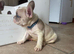 French bulldog males ready to go