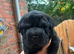 Shar Pei mix for sale