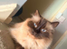 2x Ragdoll females for sale