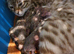Stunning Pedigree Bengal Kittens.