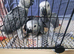 Hand-Reared Baby African Grey Parrot Looking for Forever Home