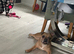 Darcy 2 Year Old Frenchie