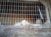 Young ferrets for sale