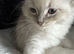 Last male ragdoll