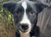 Border collie