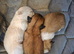 Shih tzu puppys