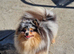 Tiny gorgeous tri colour merle pomeranian female two blue eyes