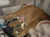 English bulldog puppies
