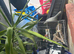 COMPLETE INDIAN RINGNECK BREEDING SETUP – CAGES, FOOD, ACCESSORIES + BREEDING PAIR AVAILABLE