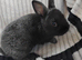 Baby rabbits for sale