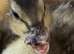 Call ducks